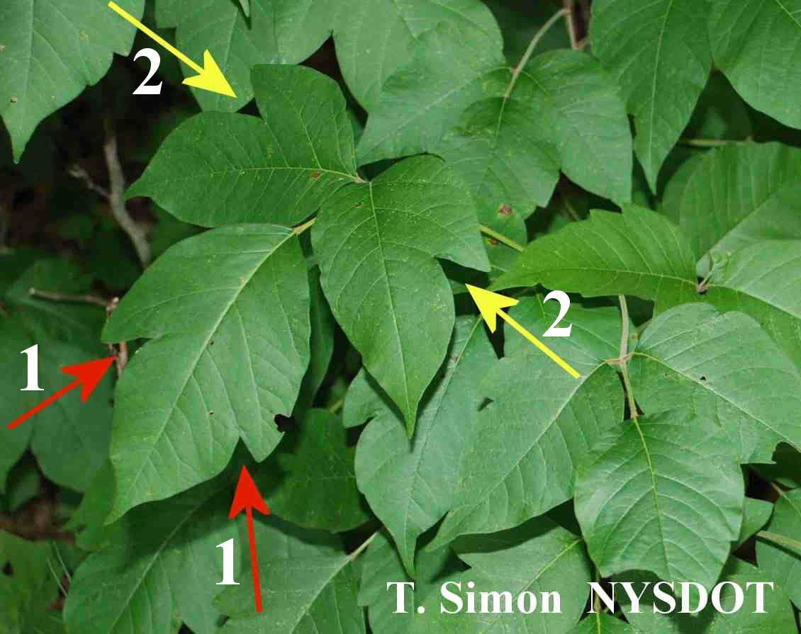 Poison Ivy Pictures - Verywell - Know More. Feel Better.