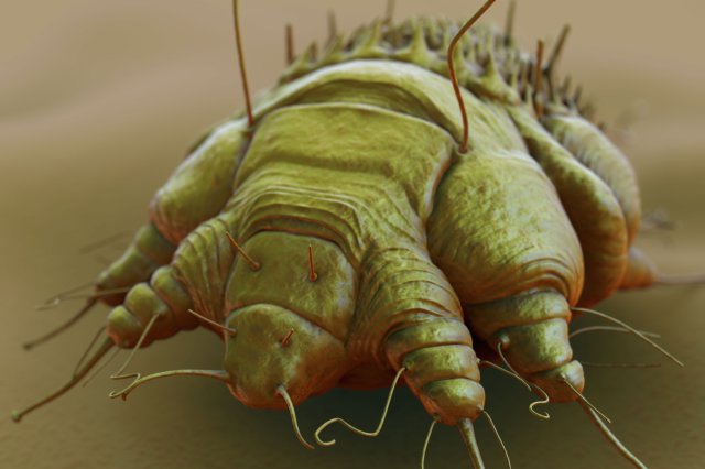 bed-bugs-mites-and-lice-human-skin-infestions-treatment