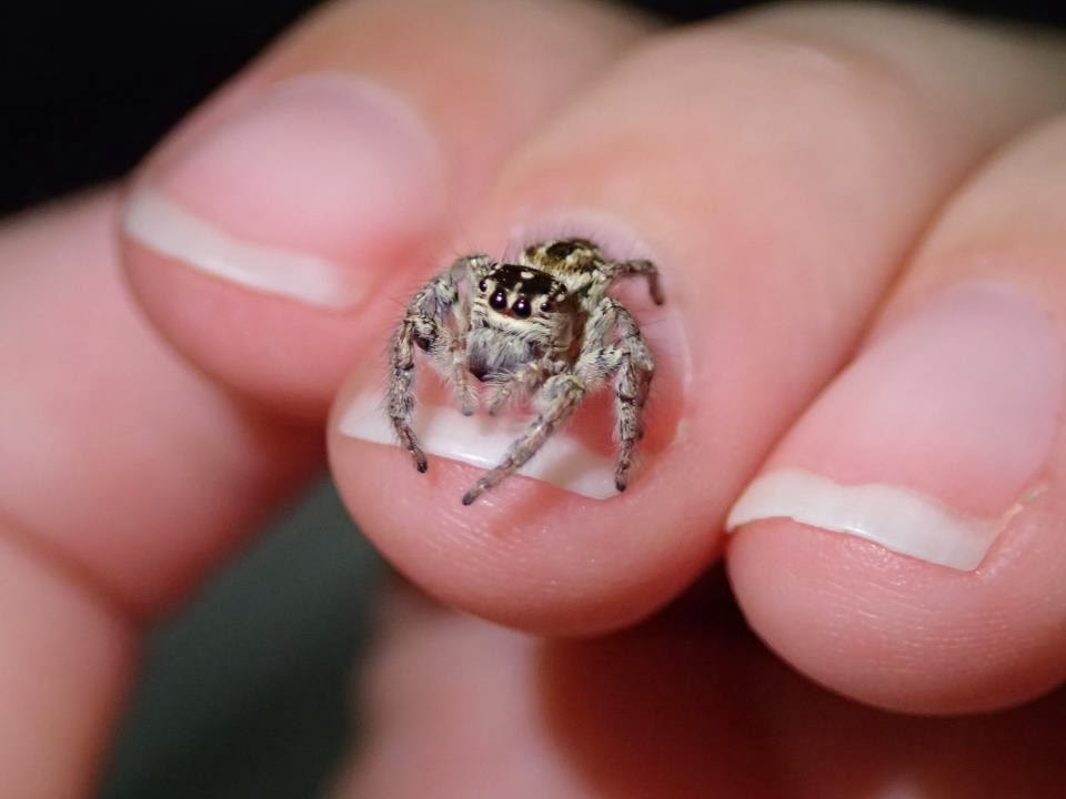 wolf spider anatomy