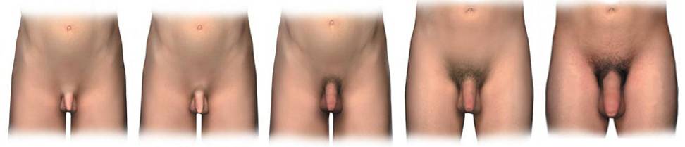 Penis Size During Puberty